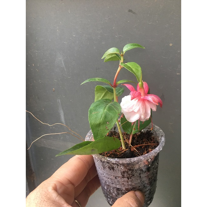 CÂY GIỐNG HOA LỒNG ĐÈN BÚP BÊ CẤY MÔ MÀU HỒNG # MUA 10 CÂY TẶNG 1 CÂY _ KÈM PHÂN BÓN CAO CẤP HỮU CƠ CÁ HỒI