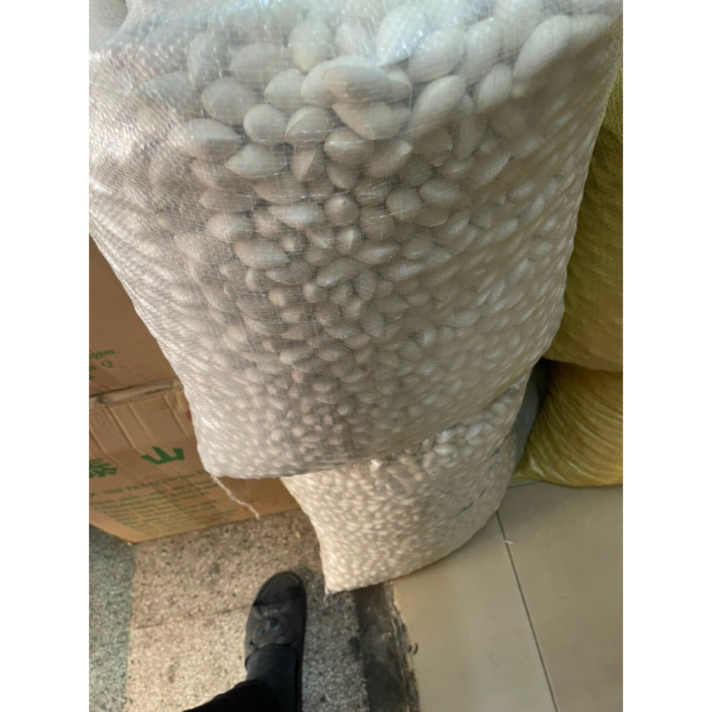 Bạch quả tươi nguyên hạt loại to 1kg