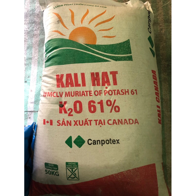 Kali hạt Canada (500gr)