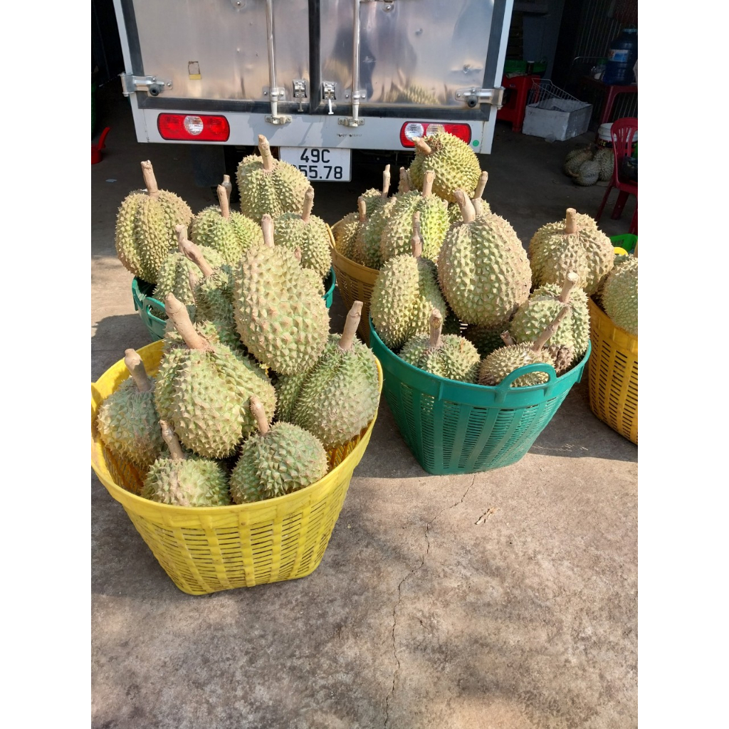 Cơm sầu riêng tách hạt dùng làm bánh hàng đông lạnh, giá/ kg