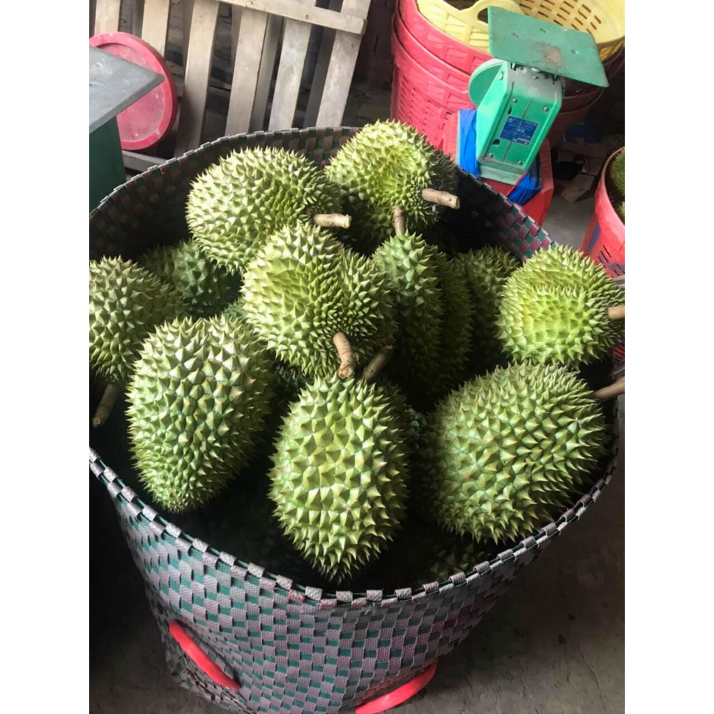 Cơm sầu riêng tách hạt dùng làm bánh hàng đông lạnh, giá/ kg