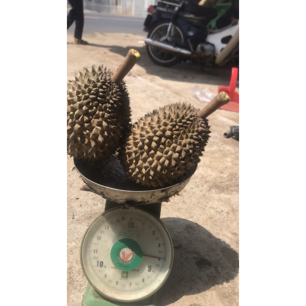 Cơm sầu riêng tách hạt dùng làm bánh hàng đông lạnh, giá/ kg