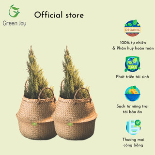 Giỏ chậu cây cỏ bàng Green Joy