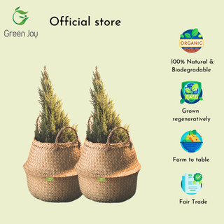 Giỏ chậu cây cỏ bàng Green Joy