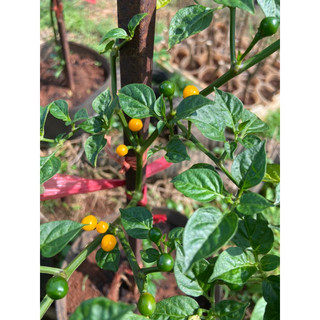 1 hạt giống ớt charapita (ớt peru)