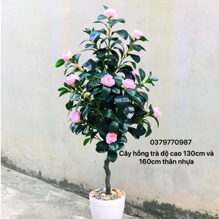 Chậu cây hồng trà cao cấp, Cây giả trang trí decor, cây hoa trà mi