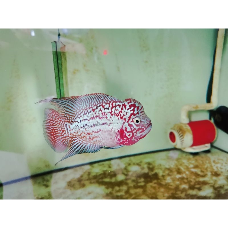 Cám la hán CS protein 58%, net 200gram