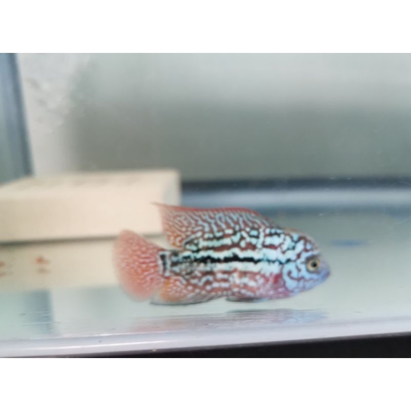 Cám la hán CS protein 58%, net 200gram