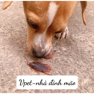 Gián giả đồ chơi chó mèo,gián giả đồ chơi cho thú cưng,gián giả đồ chơi pet ❤️