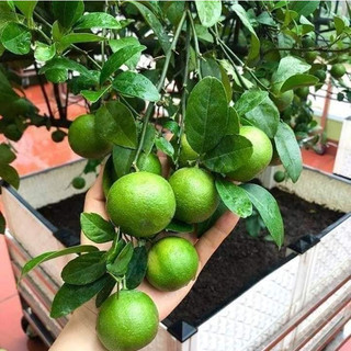 Phân bón cho cây chanh 1kg