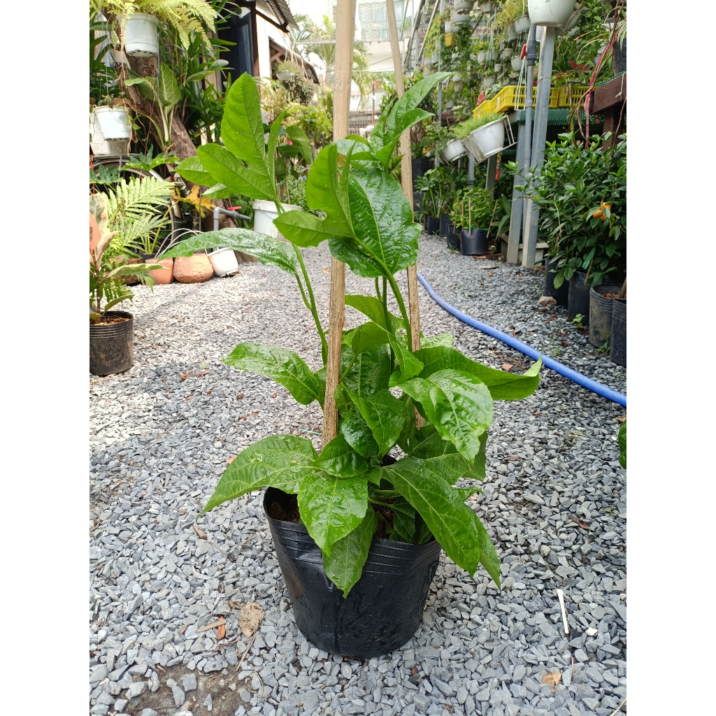 Cây chanh dây leo giàn (chỉ giao hỏa tốc HCM)