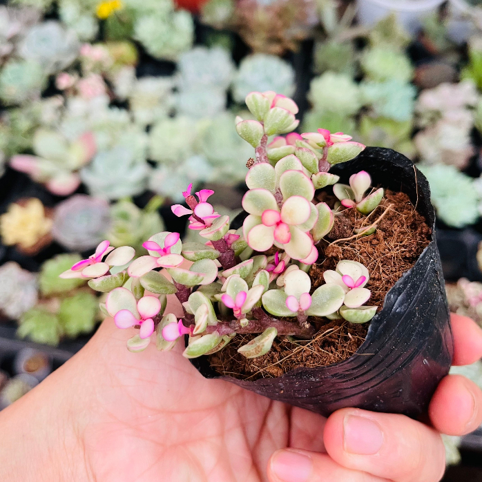 Sen Đá Đô La Hồng, size bầu 3-5 cm, hàng Việt Nam, màu sắc khỏe đẹp, thuần khí hậu, lỗi 1 đổi 1
