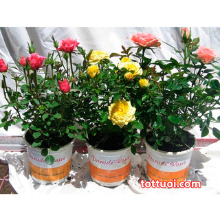COMBO 6 gốc hồng tỷ muội siêu hoa