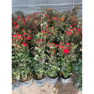 COMBO 6 gốc hồng tỷ muội siêu hoa  (6 cây 6 màu hoa)