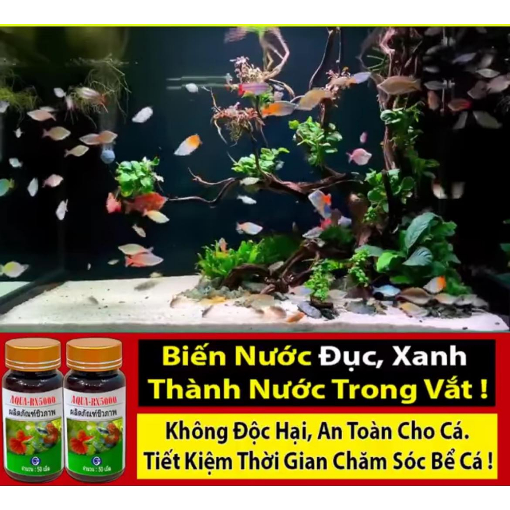Aqua RX 5000 chế phẩm vi sinh Thái Lan 365 ngày không cần thay nước