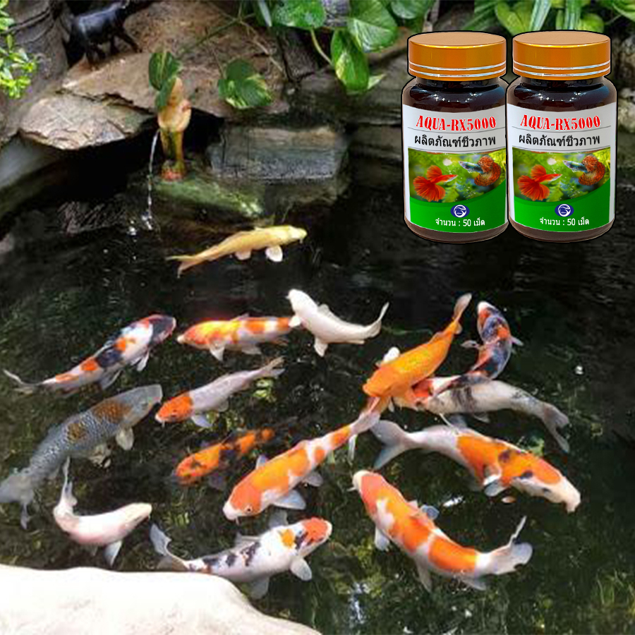 Aqua RX 5000 chế phẩm vi sinh Thái Lan 365 ngày không cần thay nước