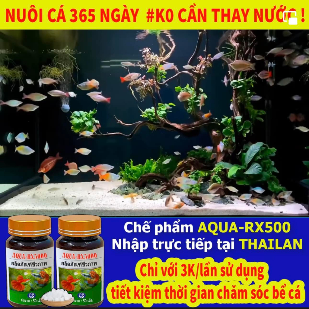 Aqua RX 5000 chế phẩm vi sinh Thái Lan 365 ngày không cần thay nước