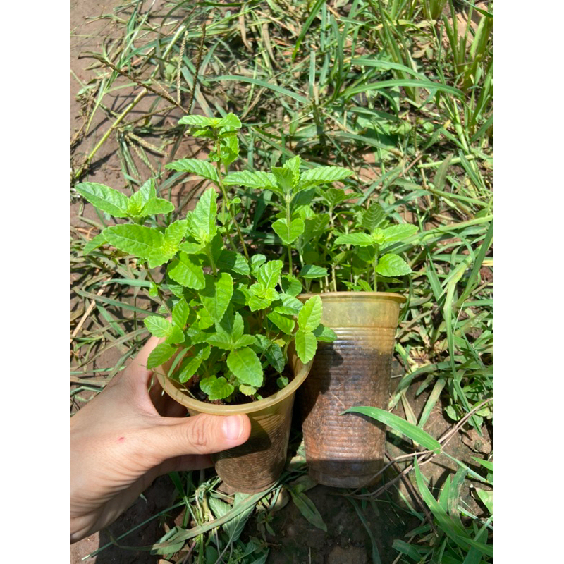 Cây sương sáo, làm thạch đen, thạch sương sáo