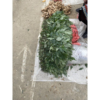 [Freeship] Lá Đắng Rừng Lai Châu ( Hay còn gọi là lá dạ dày )(Hàng Chuẩn)