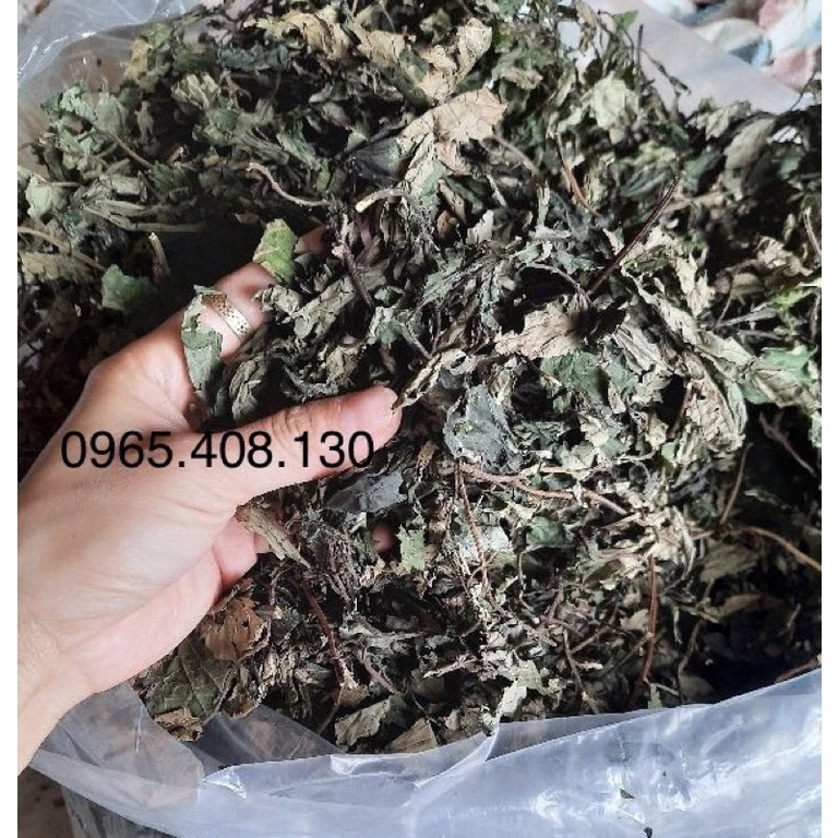 [Freeship] Lá Đắng Rừng Lai Châu ( Hay còn gọi là lá dạ dày )(Hàng Chuẩn)