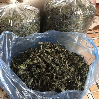 [Freeship] Lá Đắng Rừng Lai Châu ( Hay còn gọi là lá dạ dày )(Hàng Chuẩn)