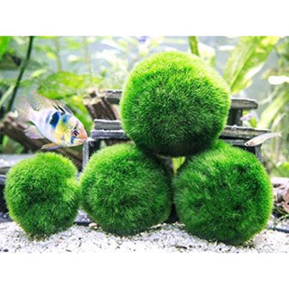 Keo Dán Cây Thủy Sinh, Lũa, Rêu Đá