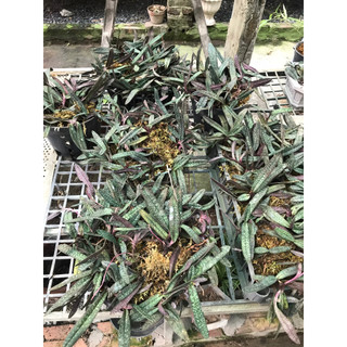 lan hài mốc hồng