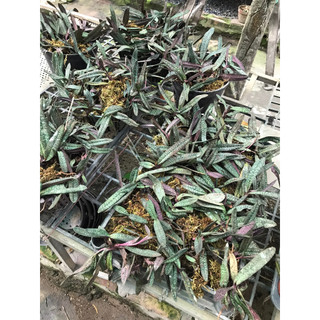 lan hài mốc hồng