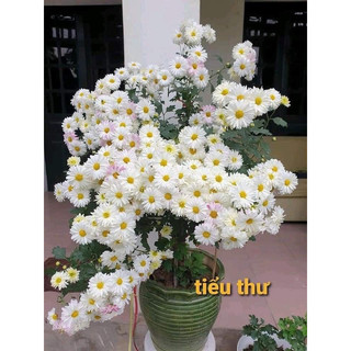 Cây giống cúc tiểu thư, cúc chơi lâu năm, sai hoa, ít bệnh