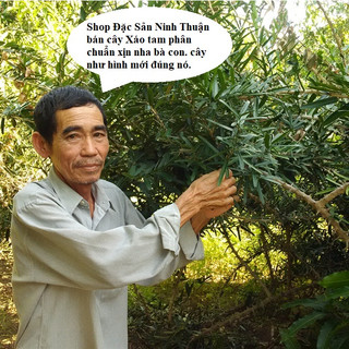 Xáo Tam Phân chuẩn rừng nguyên sinh Núi Chúa _ khắc tinh phòng ngừa và hỗ trợ rất tốt cho sức khỏe.