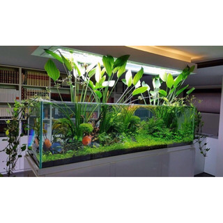 Bách Thủy Tiên ( cây lan nước ) cây to khoảng 40cm