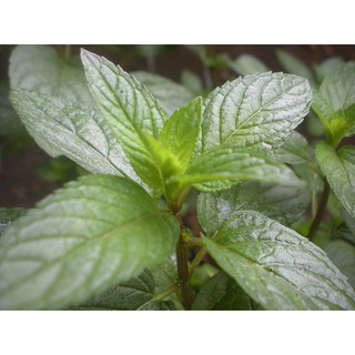 Hạt Giống Bạc Hà Âu Peppermint (100 Hạt)