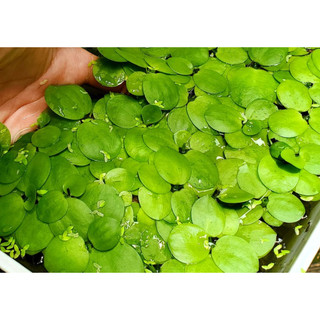 Bèo nhật thuỷ sinh cây thuỷ sinh