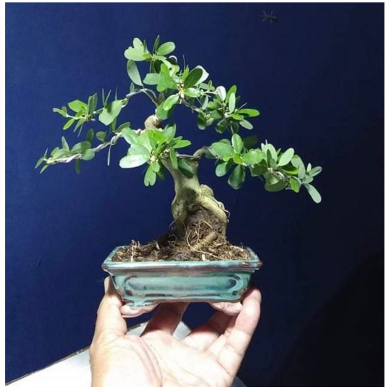 Chậu chữ Nhật men xanh gốm bát tràng sen đá