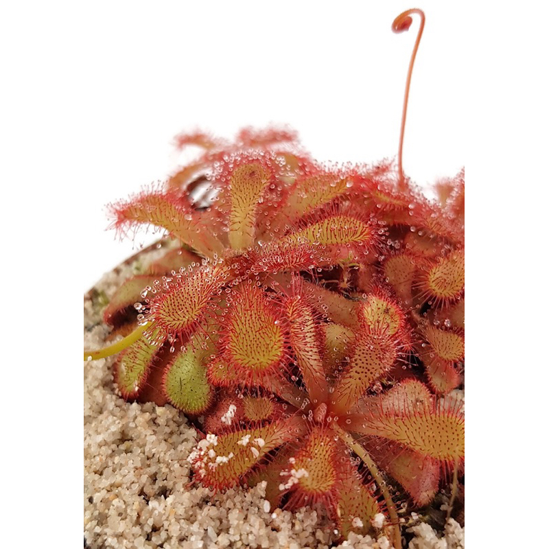cây gọng vó venusta, drosera venusta