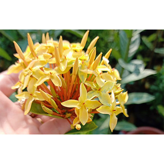 Mẫu đơn bông trang Vàng son Cần Thơ -bscc