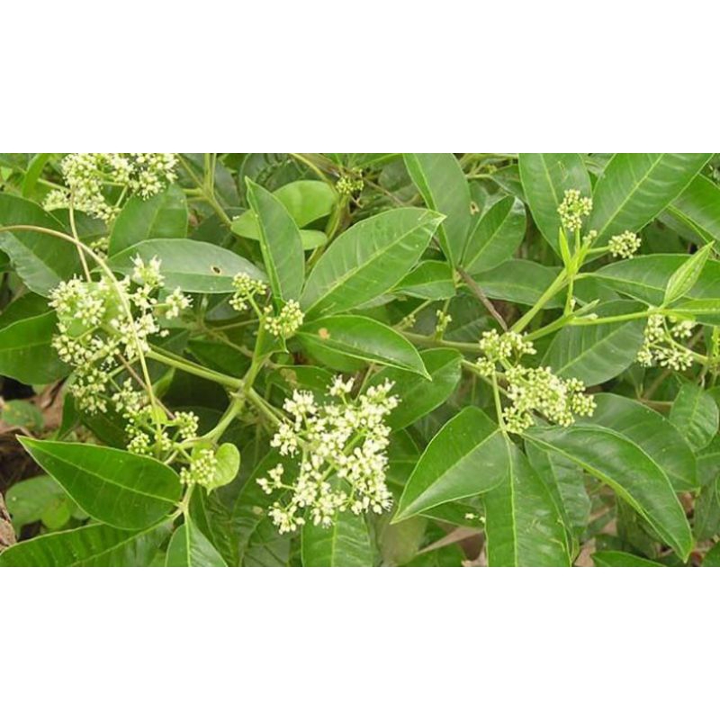 Lá chạc ba ( tươi_300g)