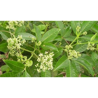 Lá chạc ba