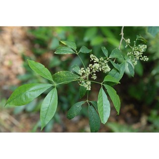 Lá chạc ba ( tươi_300g)