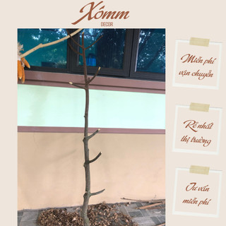 Cây khô tự nhiên nhiều nhánh dài 1,5-2m ,nhánh củi khô trang trí , decor