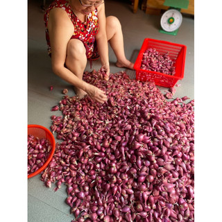 Hành Phan Rang