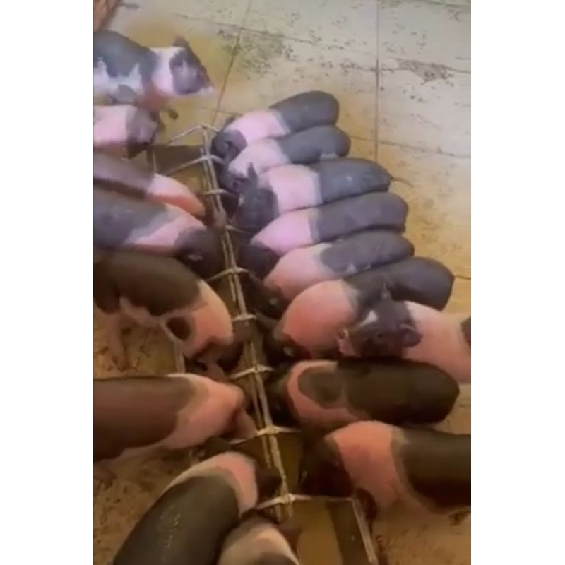 Máng tập ăn 20 ô bằng inox