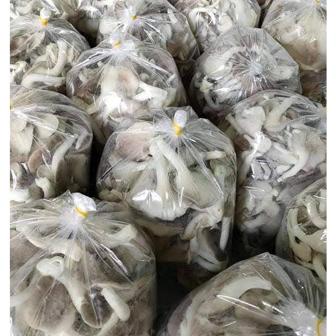 Nấm Bào Ngư Xám