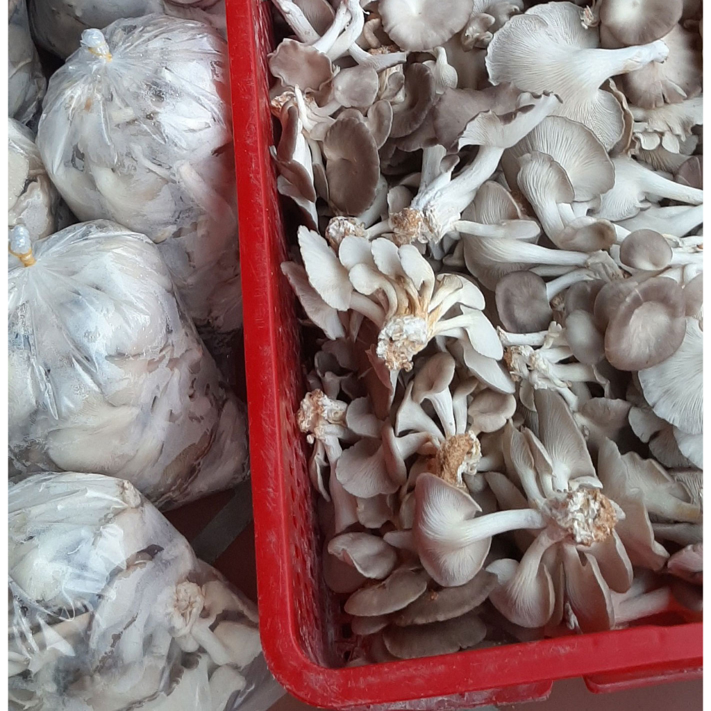 Nấm Bào Ngư Xám