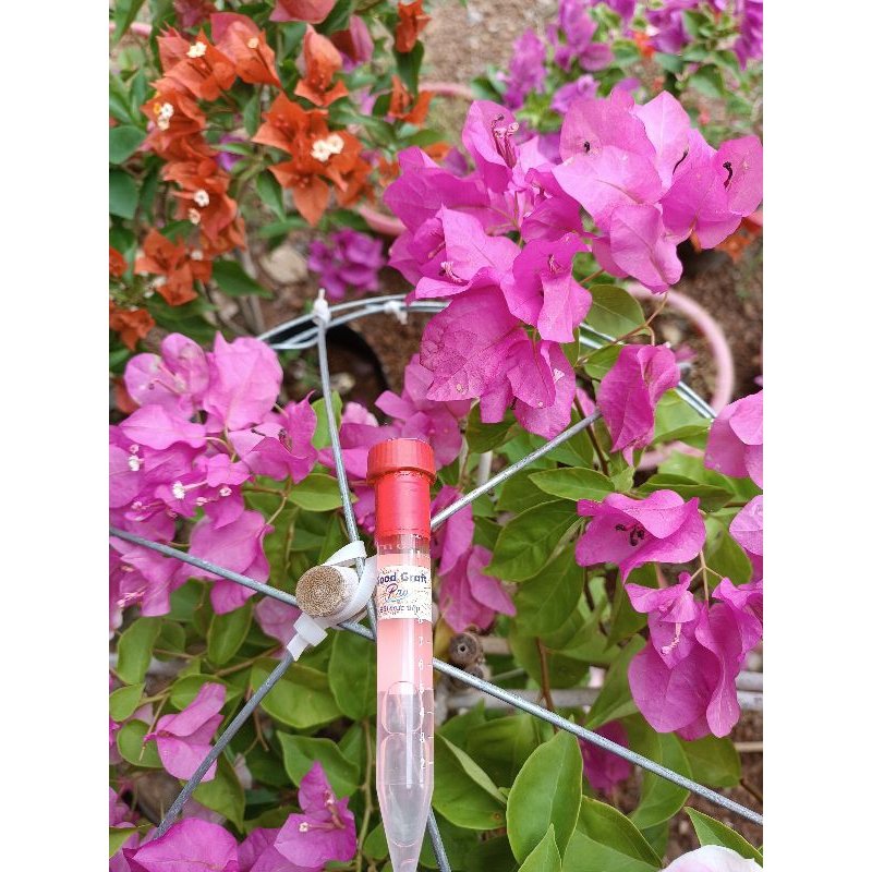 Ghép Cành Good Graft Pro