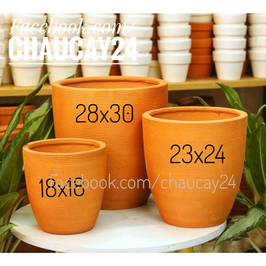 Chậu đất nung lớn kẻ sọc (CHỈ GIAO HCM) trồng cây cảnh nội thất, cây văn phòng, cây hoa kiểng, bàng singapore