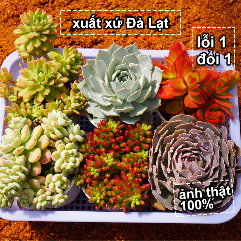 Sen Đá Combo 5 Loại Khác Nhau Size 10-12cm, Xuất Xứ Đà Lạt PANDAA GARDEN Khoẻ Đẹp, Thích Nghi Mọi Khí Hậu, Lỗi 1 Đổi 1