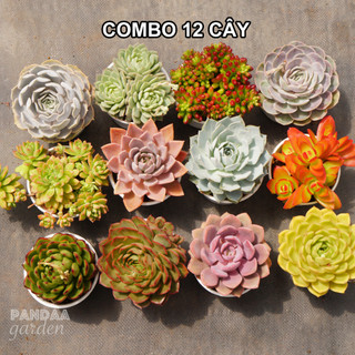 Combo sen đá siêu phẩm ép màu 12 cây, combo 12 cây sen đá size trung khác loại 10-12cm, pandaa garden đà lạt,lỗi 1 đổi 1