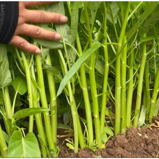 20gr hạt giống rau muống ba chạc năng xuất cao 1 cây được 3 nhánh
