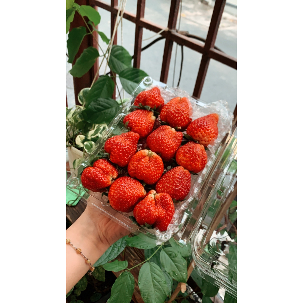 Dâu tây Hana - Sapa thơm ngọt size to 500g [Ảnh thật]